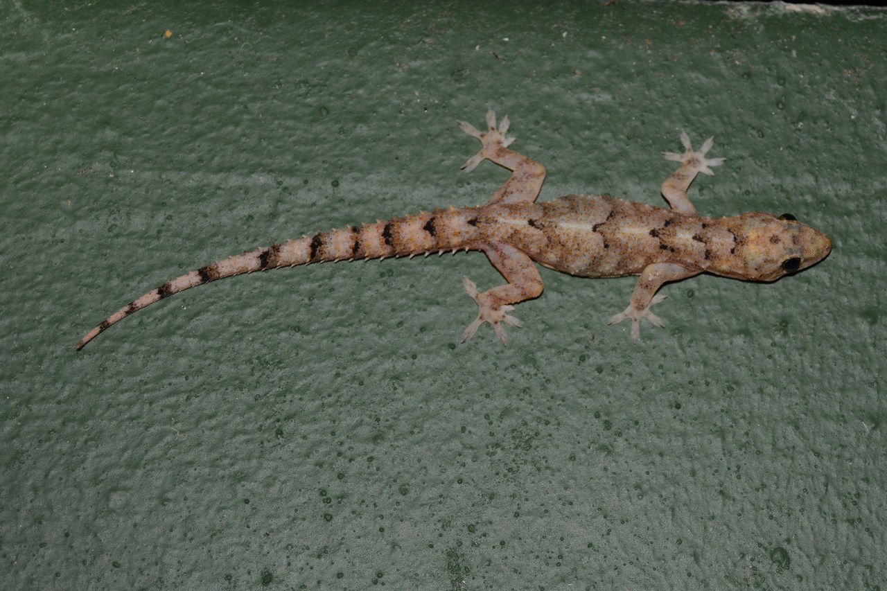 Hemidactylus mabouia